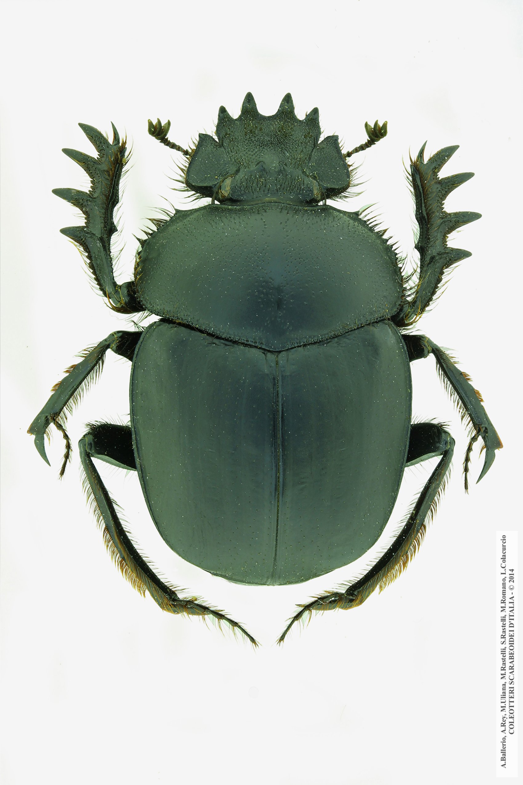 Scarabaeus sacer